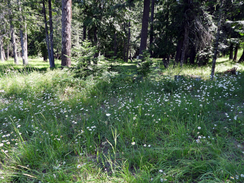 Daisy, ferns, trees and sunlight