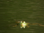 Bullfrog