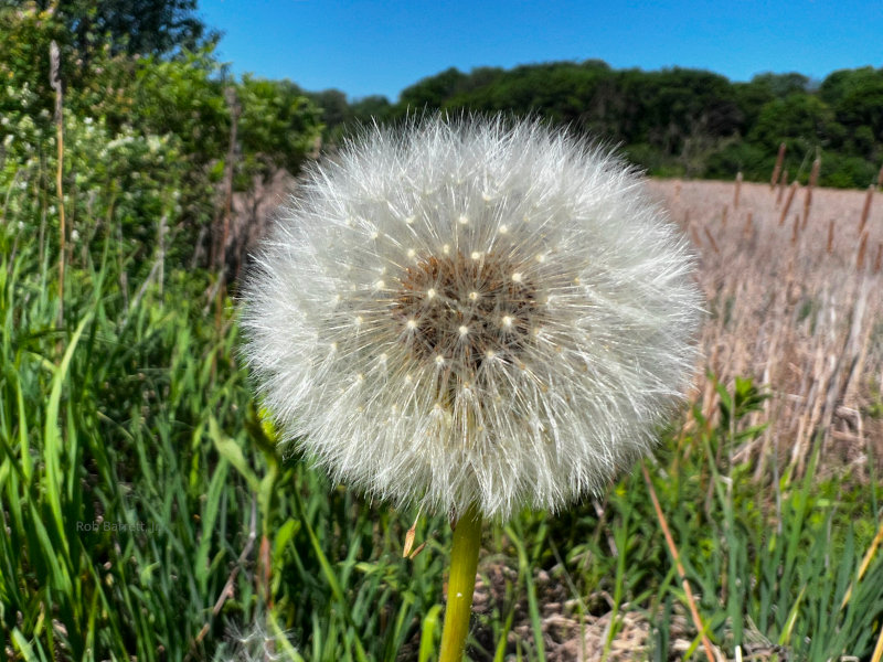 Dandelion in Minnesota