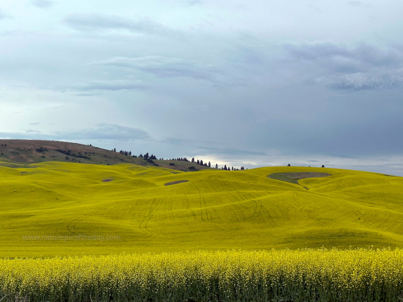 Canola in Washington