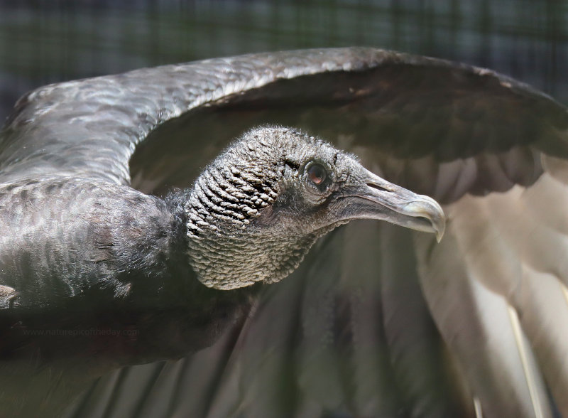 Black Vulture at the Audubon Center in Maitland, FL