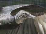 Black Vulture at the Audubon Center in Maitland, FL