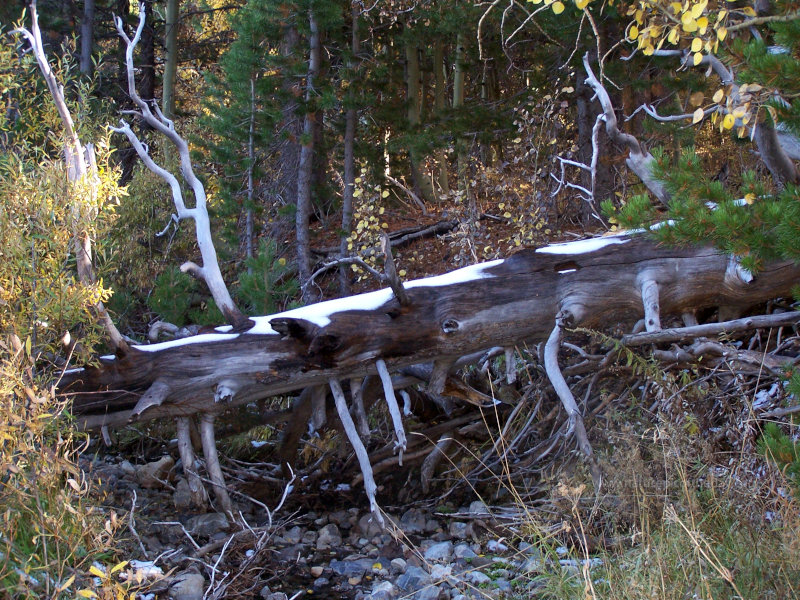 Snow on a log