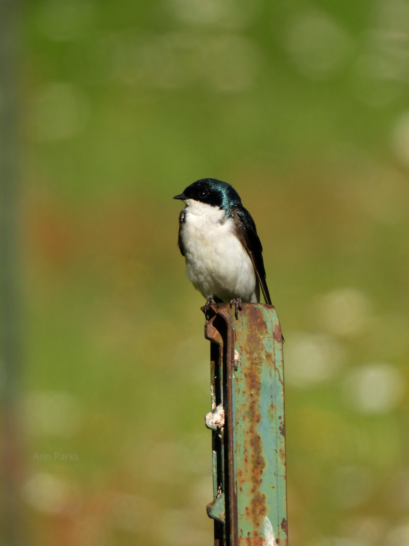 A bird at rest