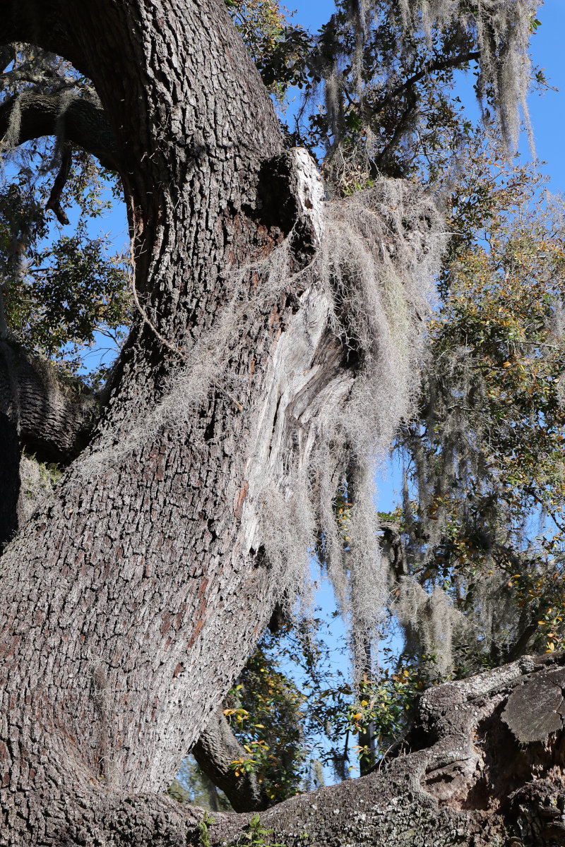 Beautiful Tree near Loch Haven Park, Orlando, Florida