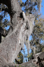 Beautiful Tree near Loch Haven Park, Orlando, Florida