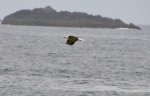 Bald Eagle in Sitka, Alaska