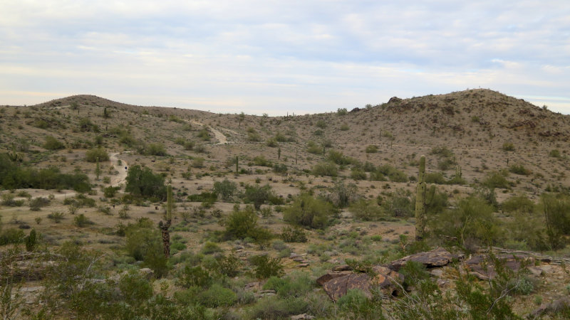 Cactus near Phoenix, AZ