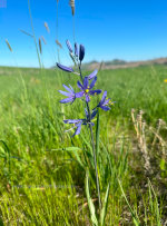 Camas flower in Idaho