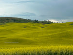 Canola in Washington