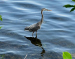 Great Blue Heron in Minneapolis