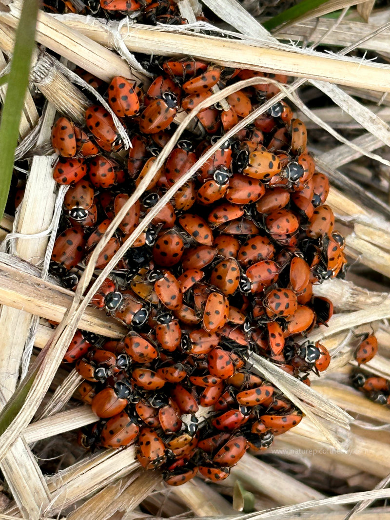 Ladybugs nesting