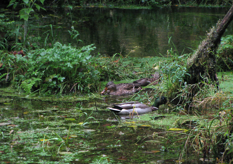 Mallards in the Hoh