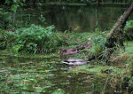 Mallards in the Hoh