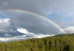 Rainbow in the woods