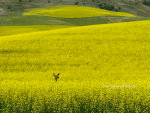 Whitetail deer in a Canola field