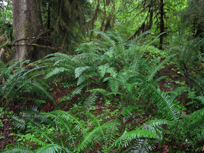 Ferns in the Rainforest