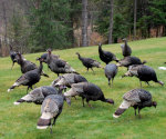 Turkeys