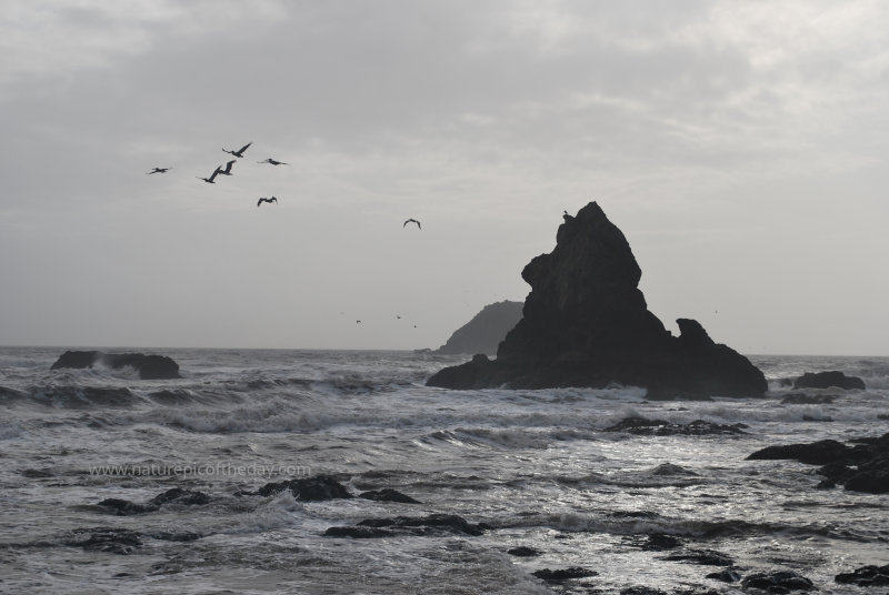 Seagulls in Washington