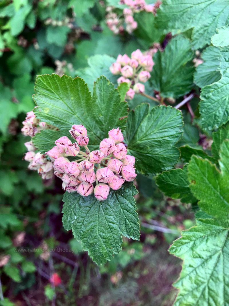 Nine Bark Seed Pods