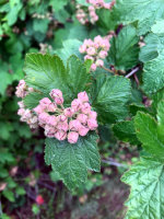 Nine Bark Seed Pods