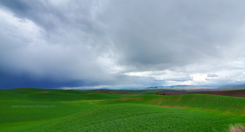 New fields on the Palouse