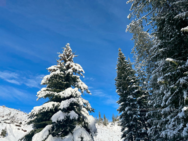 Snow and Winter and Blue Sky