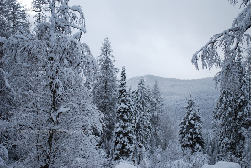 Snow in the Mountains of Montana