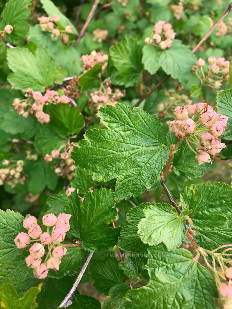 Blossoms on Ninebark.