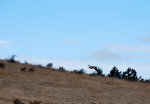 Hawk in flight