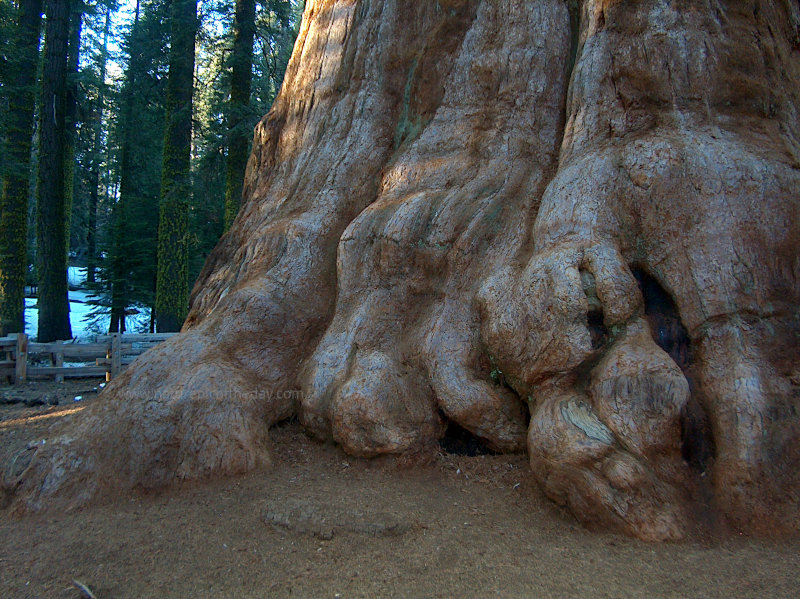 Sequoia Redwood