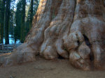 Sequoia Redwood