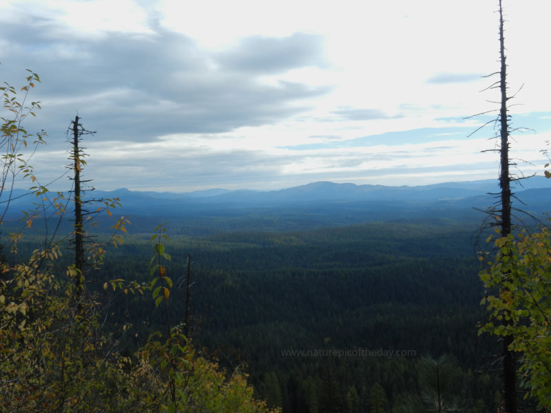 Forest in Idaho