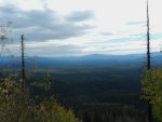 Forest in Idaho