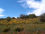 Flowery hillside in California