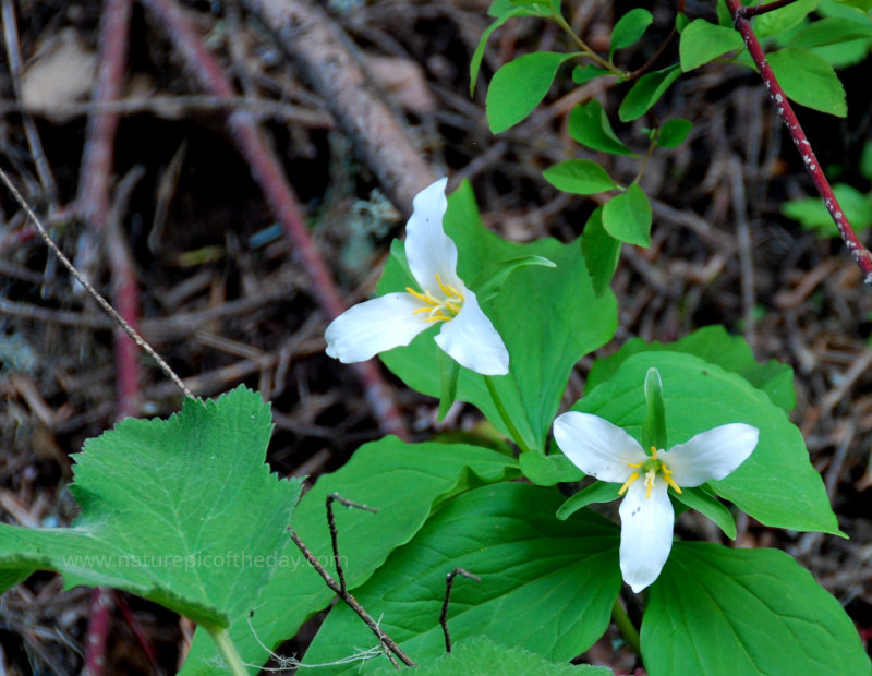 Great White Trillium