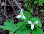 Great White Trillium