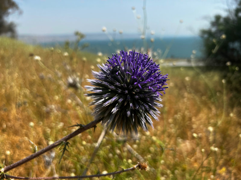 Thistle in Israel