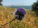 Thistle in Israel