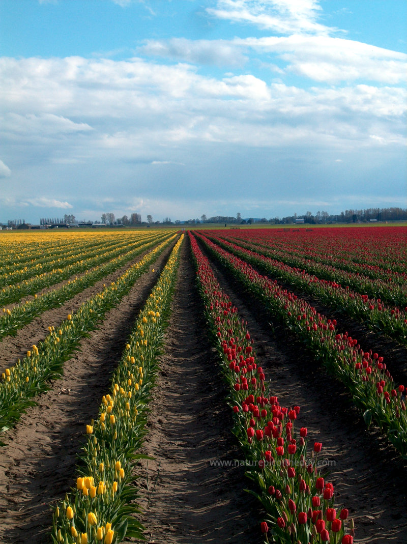 Skagit Valley Tulips