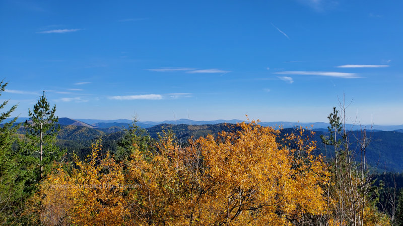 Fall foliage