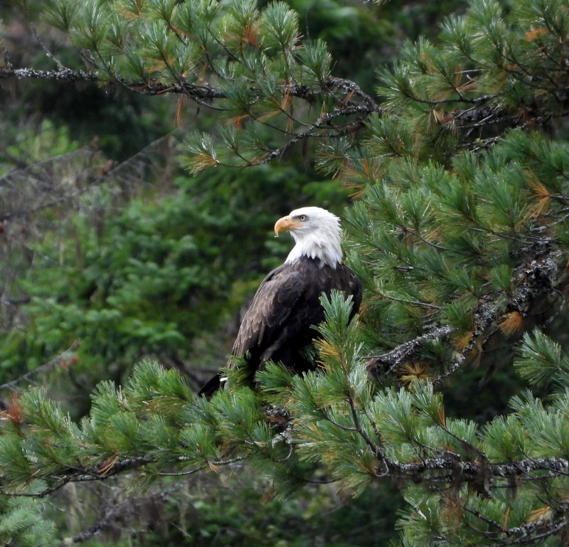 Bald Eagle in Idaho