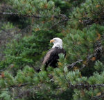 Bald Eagle in Idaho