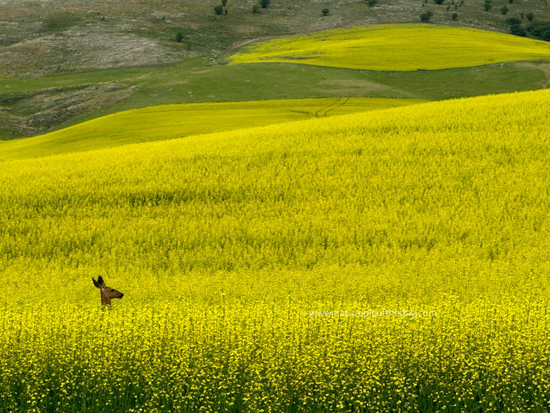 Deer in Canola