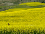 Deer in Canola