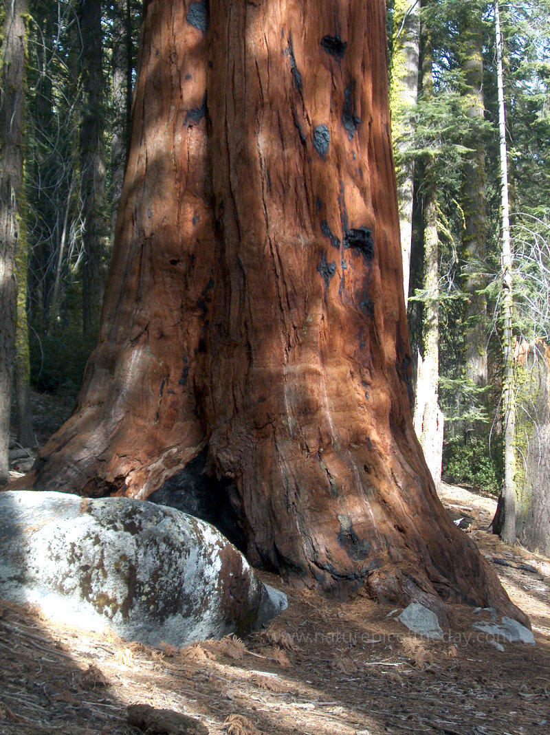 Sequoia 