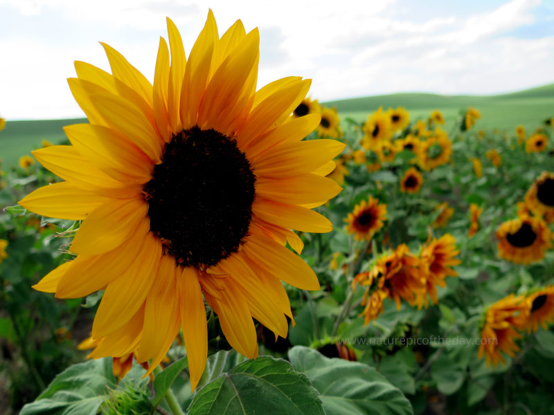 Sun flowers in the late summer!