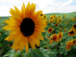 Sun flowers in the late summer!