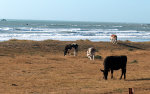 Cows on the beach!