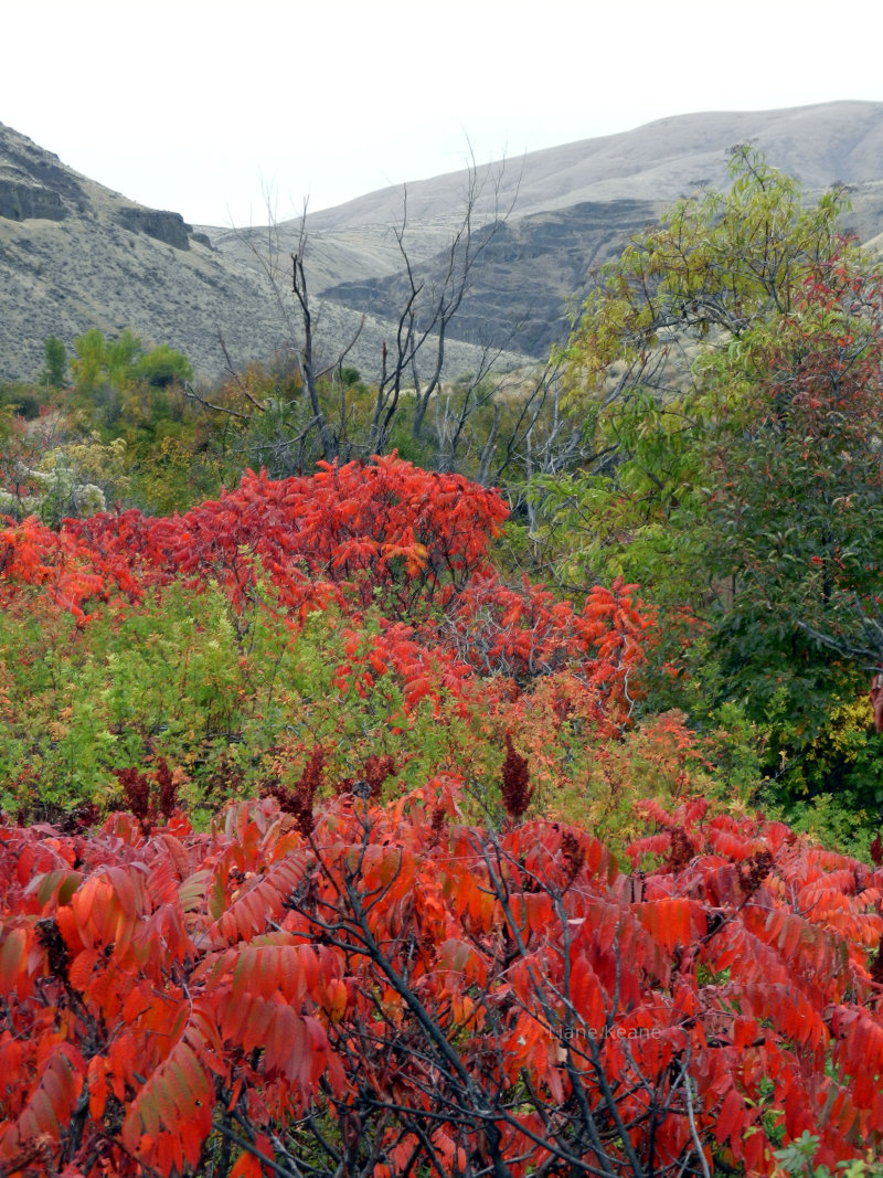 Fall Foliage in Washington